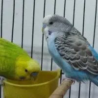 دو عدد مرغ عشق خوش رنگ و زیبا|پرنده|کبودرآهنگ, |دیوار