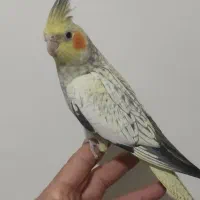 سلام جوجه دوماهه کاملاً دونخور سالم و سرحال|پرنده|تهران, جوادیه تهرانپارس|دیوار