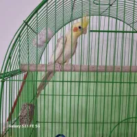 عروس هلندی لوتینو نر