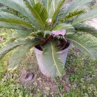 گل وگیاه|گل و گیاه طبیعی|رانکوه, |دیوار