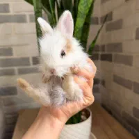 بچه خرگوش دو ماهه