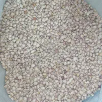 لوبیا چیتی. خورشتی لوبیا گرم. لوبیا برای آش سبزی|خوردنی و آشامیدنی|زرقان, |دیوار