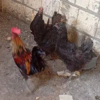 فروش مرغ و خروس