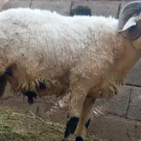 دوتا گوسفند قوچ چاق