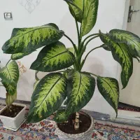 گل طبیعی