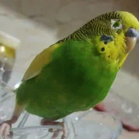 مرغ عشق لطفا بخونید