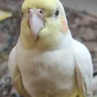 عروس هلندی