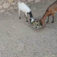 فروش چند عدد کهر نر وچند عددکهر ماده سالم و سرحال|حیوانات مزرعه|بندرعباس, |دیوار