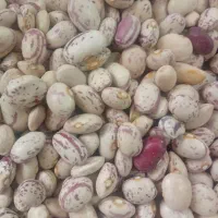 لوبیا چیتی
