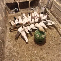 انواع کبوتر