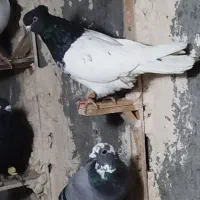 کفتر