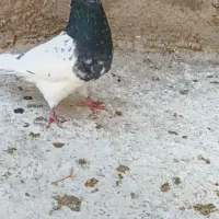 کفتر یا کبوتر کله سبز