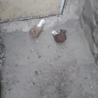 دوتا دم|پرنده|نیشابور, نیروگاه سیکل ترکیبی خیام|دیوار