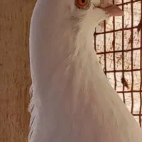 پتی والا