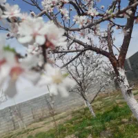 باغ دو دیوار در شاندیز