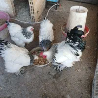 تخم نطفه دار برهما لایت|حیوانات مزرعه|فولادشهر, زاینده رود|دیوار