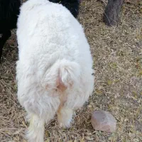 فروش بره وچپش سانن طزرجان|حیوانات مزرعه|تفت, |دیوار