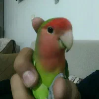 کوتوله برزیلی دستی|پرنده|قم, پردیسان|دیوار