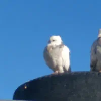 طوقی|پرنده|دهدشت, |دیوار