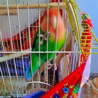 طوطی|پرنده|میاندوآب, |دیوار