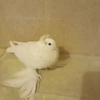 کبوتر یاهو ،کبوتر راعبی هردو ماده