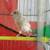 قناری ماده  آماده مست|پرنده|اردبیل, |دیوار