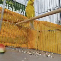 قناری زرد نر