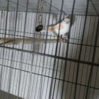 ماده موزاییکی صاف