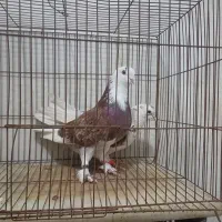 کبوتر پرش سنگین