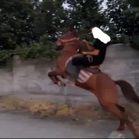اسب شناسنامه‌دار|اسب و تجهیزات اسب‌سواری|کرمانشاه, |دیوار