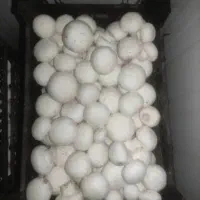 فروش قارچ بصورت عمده ای