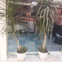 گل بسیار بزرگ مفت مفت