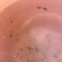 ماهی|ماهی|نسیمشهر, |دیوار