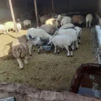 فروش بره چاق ۵۲ عددنر