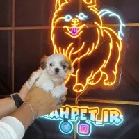 سگ جیبی ///‌ پامرانین خرسی توی پودل شیتزوفلت