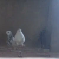 کبوتر