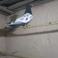 کفتر رنگی قیمت مناسب