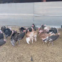 بوقلمون|حیوانات مزرعه|چناران, |دیوار