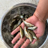 سایز سه بند ماهی گرمابی|ماهی|سنندج, |دیوار
