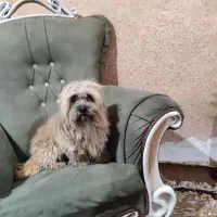 سگ پشمالو قهوه ای نژاد فی فی|سگ|بهبهان, |دیوار