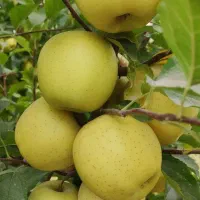 سمپاش