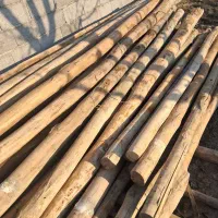 خرید چوب میوه قلمه سقفی خشک نقدی