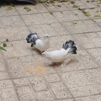 کفتر زینتی|پرنده|فردیس, شهرک هفده شهریور|دیوار