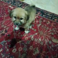 توله سگ سرابی حمایتی