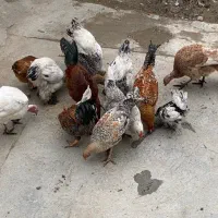 بوقلمون،برهما،مرغ و خروس محلی|حیوانات مزرعه|جلین, |دیوار