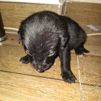 فروش توله سگ سگ شکاری