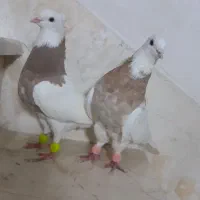 کبوتر طوقی