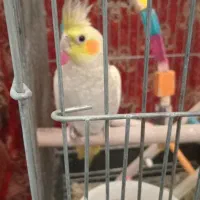 عروس هلندی نابالغ