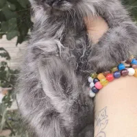 توله گربه نژاد دار|گربه|شیراز, تندگویان|دیوار