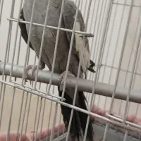 عروس هلندی|پرنده|برخوار, |دیوار